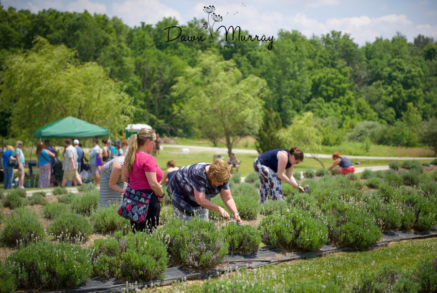 Visitors picking lavender in the farm fields