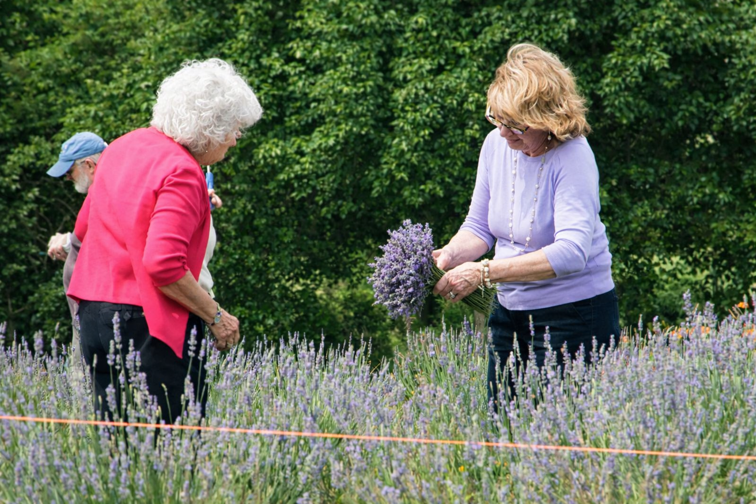 Fresh lavender bundles during U-pick and workshop season