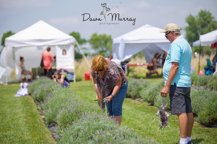 Lavender festival visitors and vendor tents