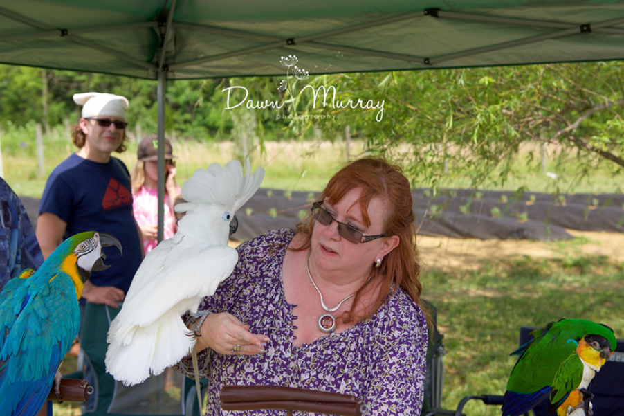 Bird rescue display at the lavender festival