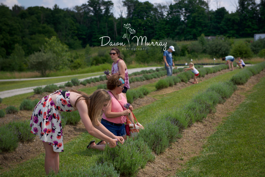 Family visitors in the lavender rows