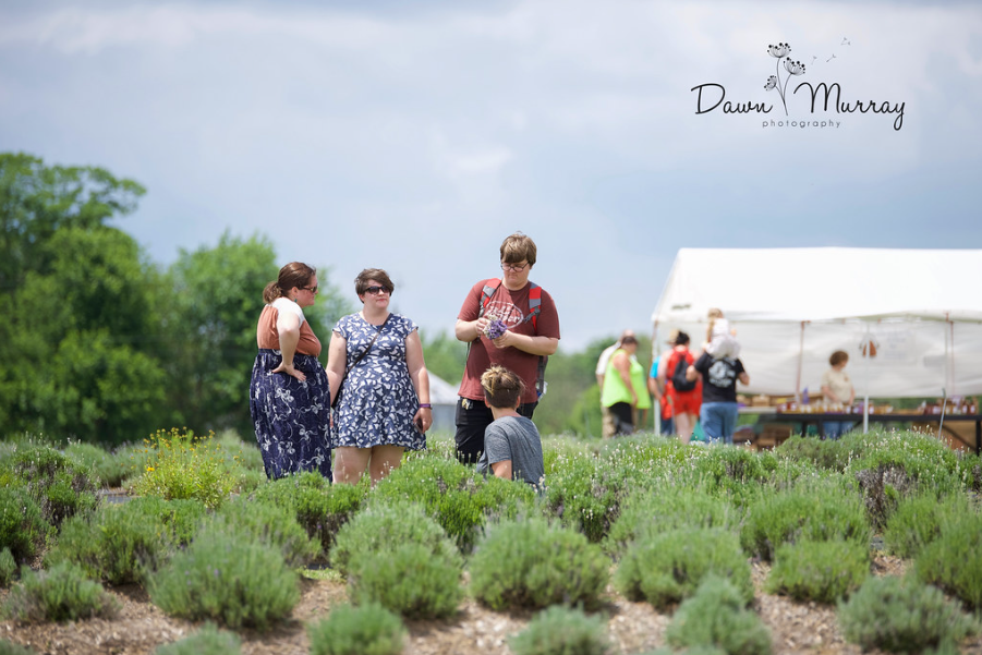 Visitors walking through lavender rows near festival tents