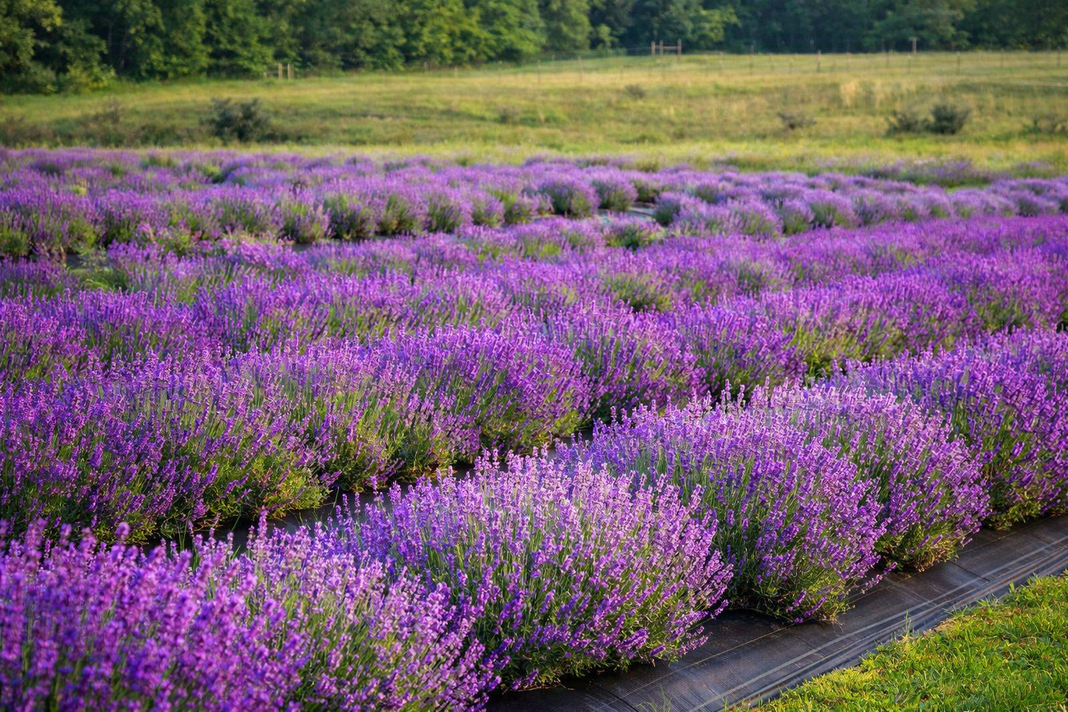 Full bloom lavender fields at Peaceful Acres Lavender Farm