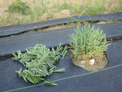 2007 trimming flower shoots
